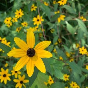 Meet your Posher, Nikki